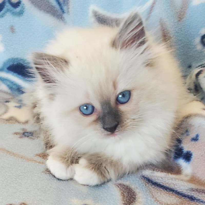 Available Kittens - 2 Queens and a King Ragdolls