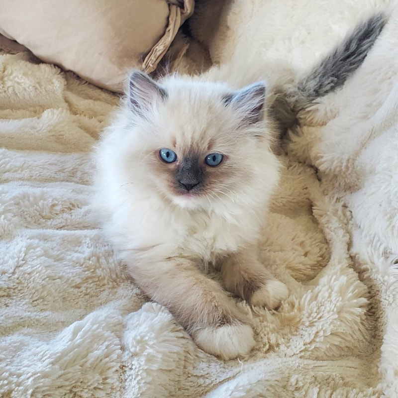 Available Kittens - 2 Queens and a King Ragdolls